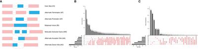 A Prediction Model Using Alternative Splicing Events and the Immune Microenvironment Signature in Lung Adenocarcinoma